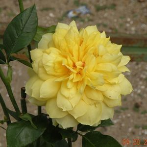 Meet your Posher, Diane